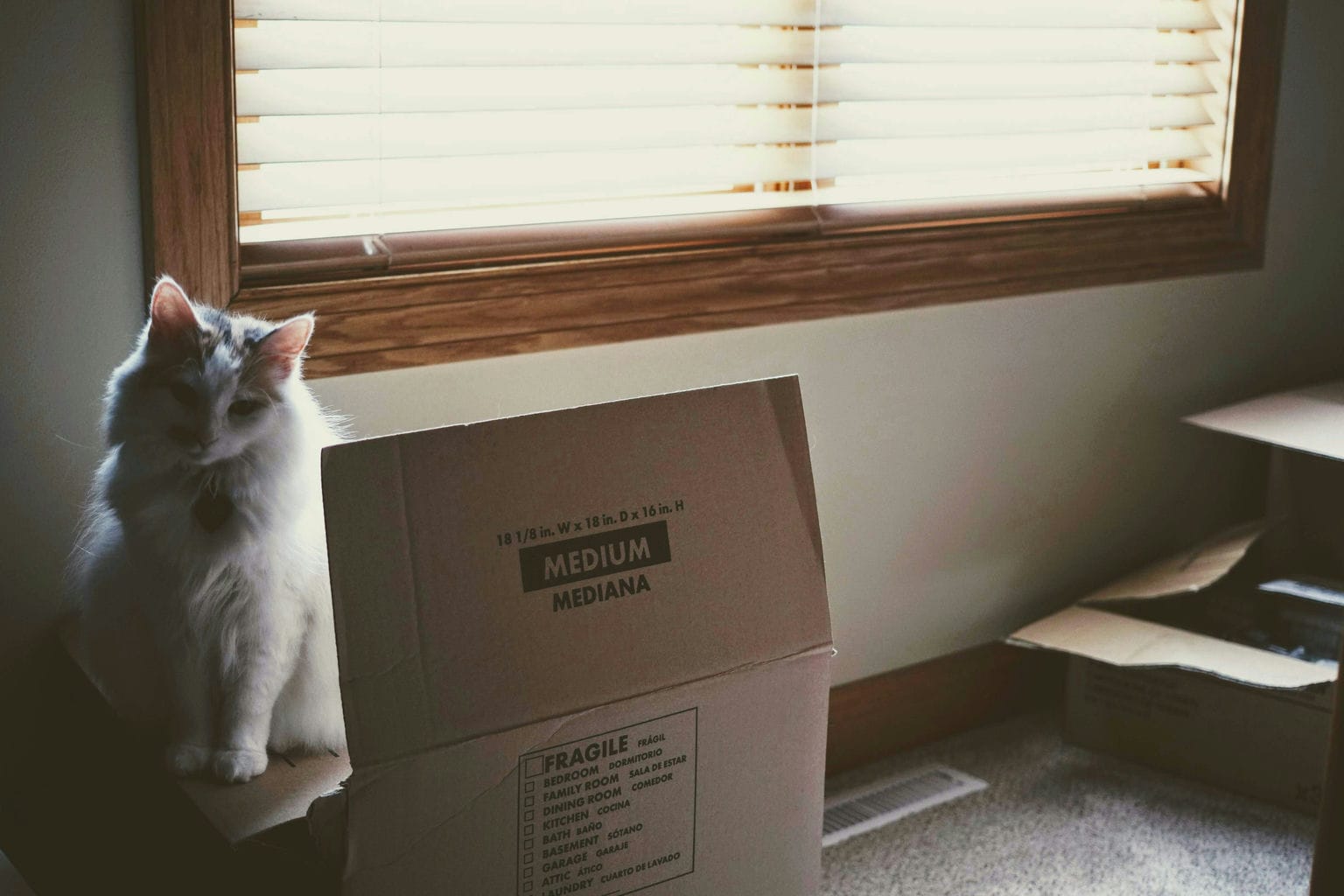 Cat sitting in a moving box — use our home swapping checklist to prepare for your move